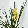 ORQUÍDEA CYMBIDIUM 1 TALLO MACETA 12CM