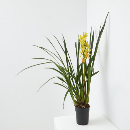ORQUÍDEA CYMBIDIUM 1 TALLO MACETA 12CM