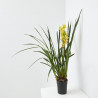 ORQUÍDEA CYMBIDIUM 1 TALLO MACETA 12CM