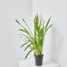ORQUÍDEA CYMBIDIUM 1 TALLO MACETA 12CM