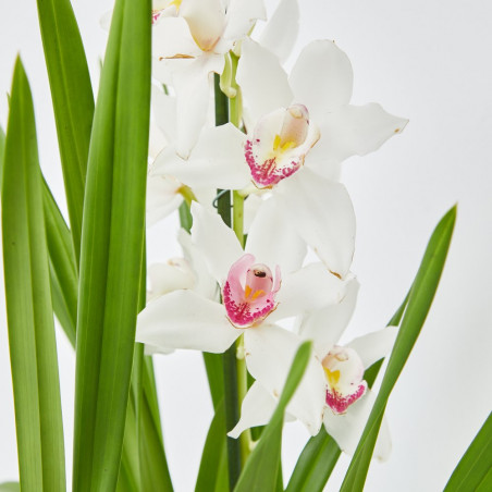 ORQUÍDEA CYMBIDIUM 1 TALLO MACETA 12CM