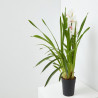 ORQUÍDEA CYMBIDIUM 1 TALLO MACETA 12CM