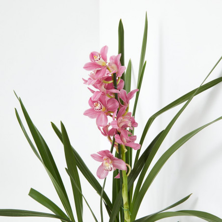 ORQUÍDEA CYMBIDIUM 1 TALLO MACETA 12CM