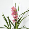 ORQUÍDEA CYMBIDIUM 1 TALLO MACETA 12CM