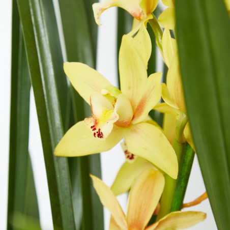 ORQUÍDEA CYMBIDIUM 1 TALLO MACETA 12CM
