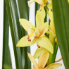 ORQUÍDEA CYMBIDIUM 1 TALLO MACETA 12CM