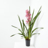 ORQUÍDEA CYMBIDIUM 1 TALLO MACETA 12CM