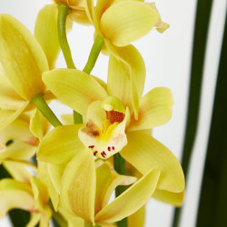 ORQUIDEA CYMBIDIUM EXTRA MACETA 14CM