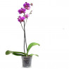 ORQUÍDEA PHALAENOPSIS 1 TALLO MACETA 12CM SURTIDO VARIADO