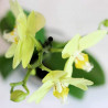 ORQUÍDEA PHALAENOPSIS 1 TALLO MACETA 12CM SURTIDO VARIADO