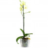 ORQUÍDEA PHALAENOPSIS 1 TALLO MACETA 12CM SURTIDO VARIADO