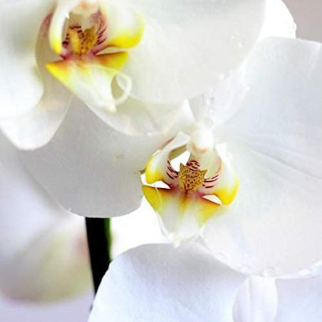 ORQUÍDEA PHALAENOPSIS 1 TALLO MACETA 12CM SURTIDO VARIADO