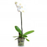ORQUÍDEA PHALAENOPSIS 1 TALLO MACETA 12CM SURTIDO VARIADO
