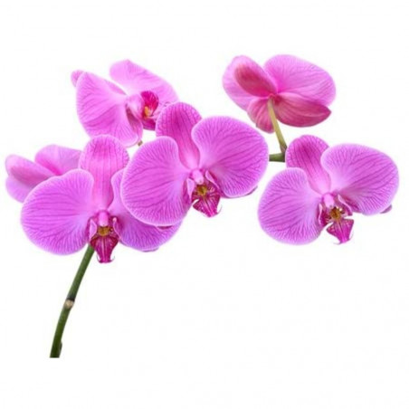 ORQUÍDEA PHALAENOPSIS 1 TALLO MACETA 12CM SURTIDO VARIADO