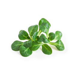 CANÓNIGO MACETA 11CM