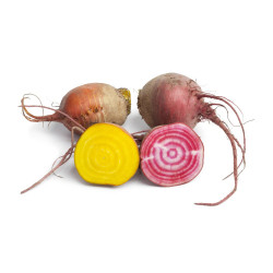 REMOLACHA COLORES MACETA 11CM