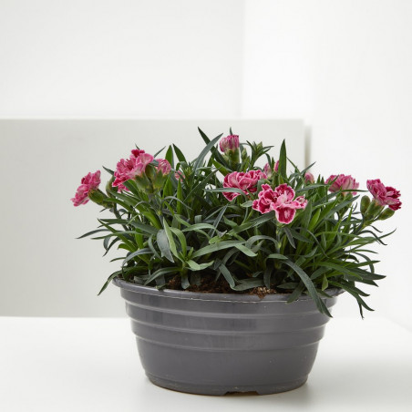 CLAVEL TARRINA 20CM