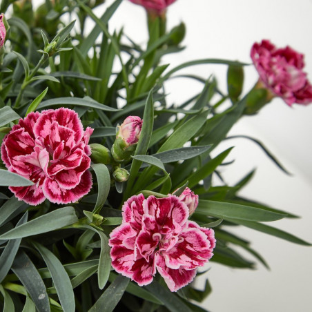 CLAVEL TARRINA 20CM