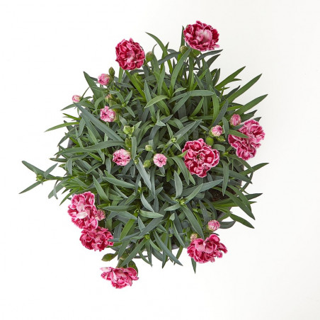 CLAVEL TARRINA 20CM