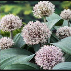 ALLIUM KARATAVIENSE 9X9CM