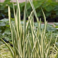 ACORUS CALAMUS VARIEGATA