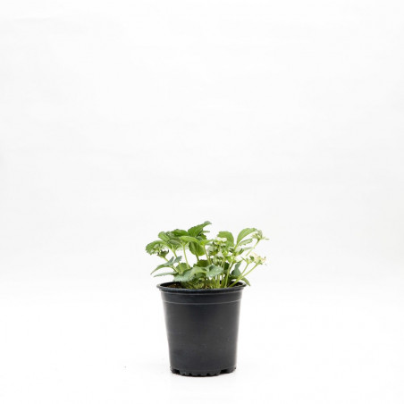 FRESA ANANAS MACETA 11CM