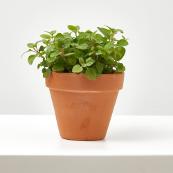 ORÉGANO CULINARIA  M-11