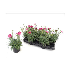 CLAVEL MONDRIAN M-13