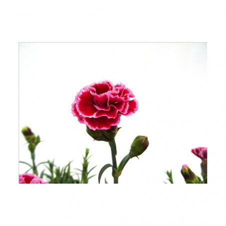 CLAVEL MONDRIAN M-13