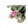 KALANCHOE PUMILA MACETA 25CM COLGANTE