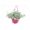 KALANCHOE PUMILA MACETA 25CM COLGANTE