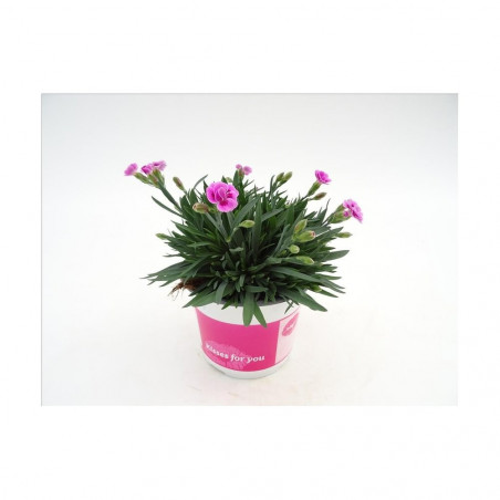 CLAVEL PINK KISSES MACETA 13CM