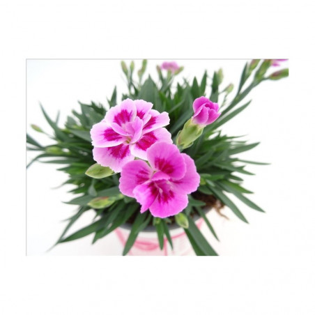 CLAVEL PINK KISSES MACETA 13CM