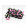CLAVEL PINK KISSES MACETA 13CM