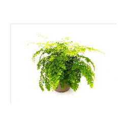ADIANTUM EXTERIOR MACETA 3 LITROS