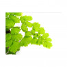 ADIANTUM EXTERIOR MACETA 3 LITROS