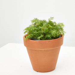 MANZANILLA  MACETA 11CM