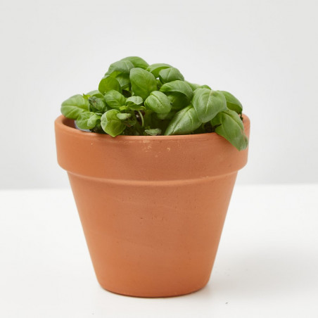 ALBAHACA EXTRA MACETA 11CM