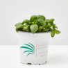 ALBAHACA EXTRA MACETA 11CM