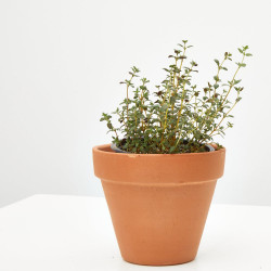TOMILLO CULINARIA MACETA 11CM