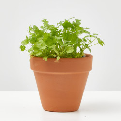 CILANTRO CULINARIA  MACETA 11CM