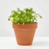 CILANTRO CULINARIA  MACETA 11CM