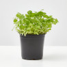CILANTRO CULINARIA  MACETA 11CM