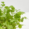 CILANTRO CULINARIA  MACETA 11CM