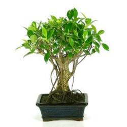 BONSAI 5 AÑOS SURTIDO VARIADO