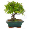 BONSAI 5 AÑOS SURTIDO VARIADO