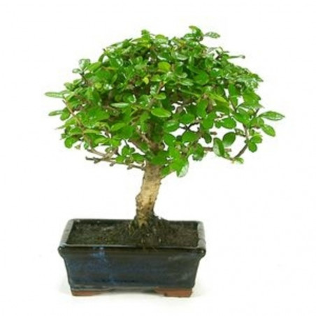 BONSAI 5 AÑOS SURTIDO VARIADO