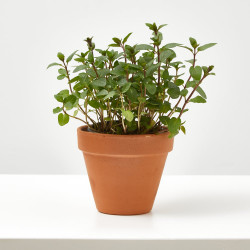 MENTA CULINARIA MACETA 11CM