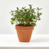 MENTA CULINARIA MACETA 11CM