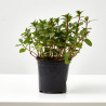 MENTA CULINARIA MACETA 11CM